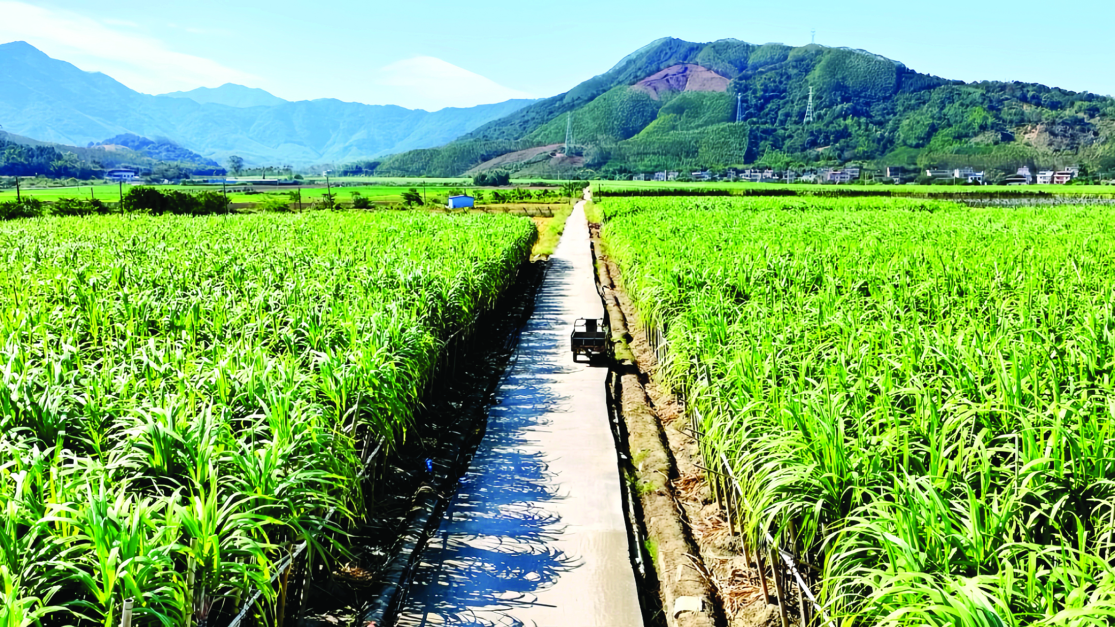     平陵街道竹龙村甘蔗种植基地里，甘蔗秆壮节长。本组图片 惠州日报记者黄宇翔 通讯员龙融心 摄