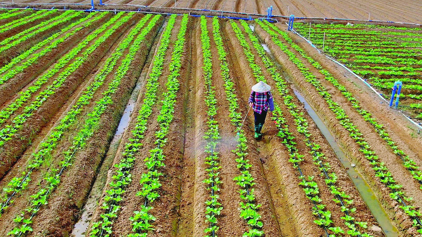     龙田镇邬村村民在打理菜地。