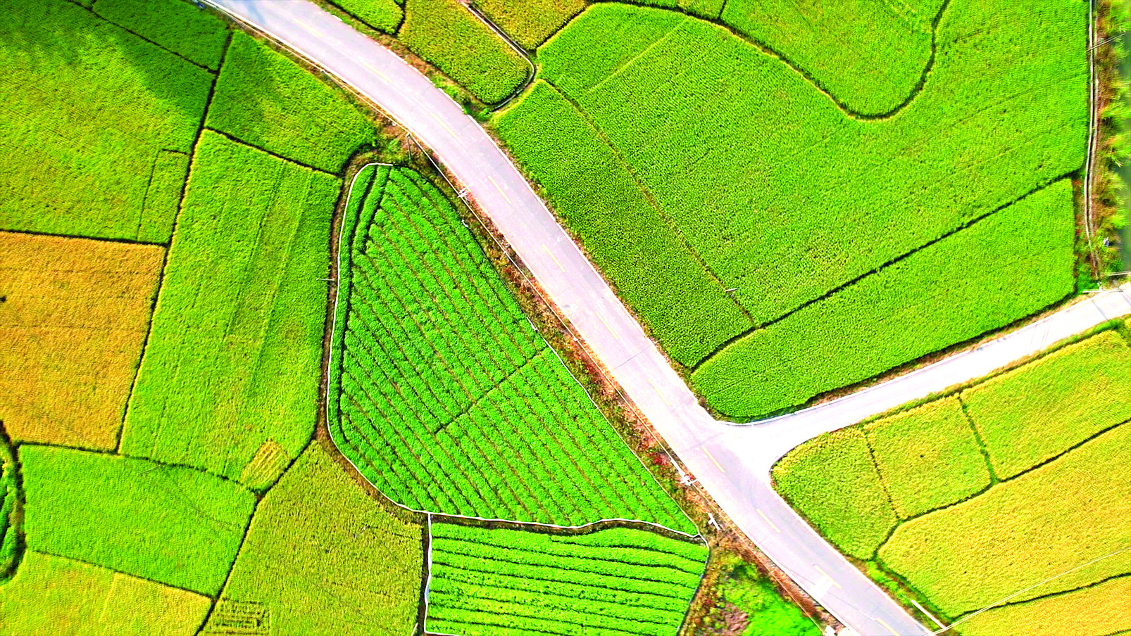     龙潭镇禾仓村对连片撂荒地开展高标准、规模化复垦，种植高产优质水稻。