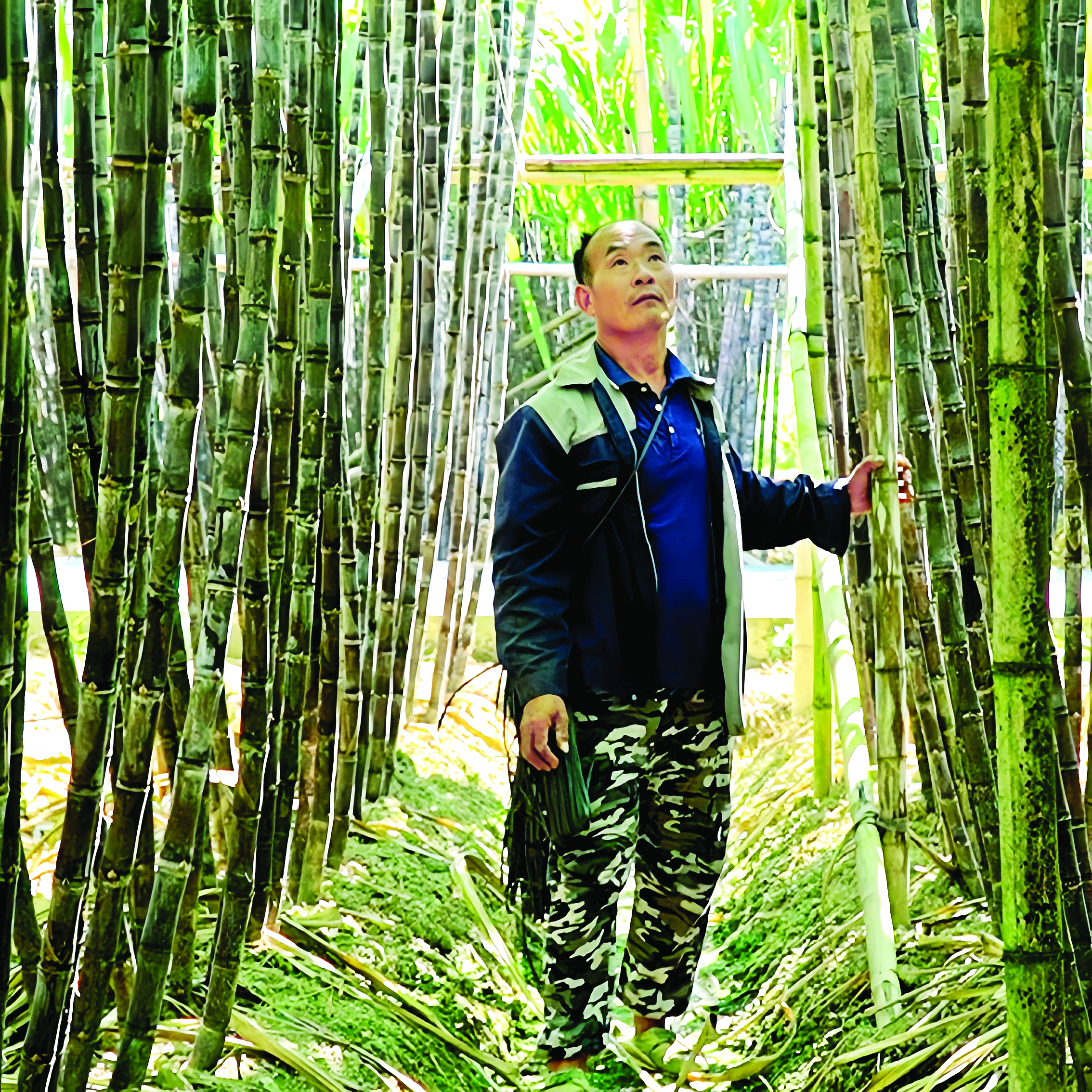     平陵街道竹龙村甘蔗种植户正在检查甘蔗生长情况。