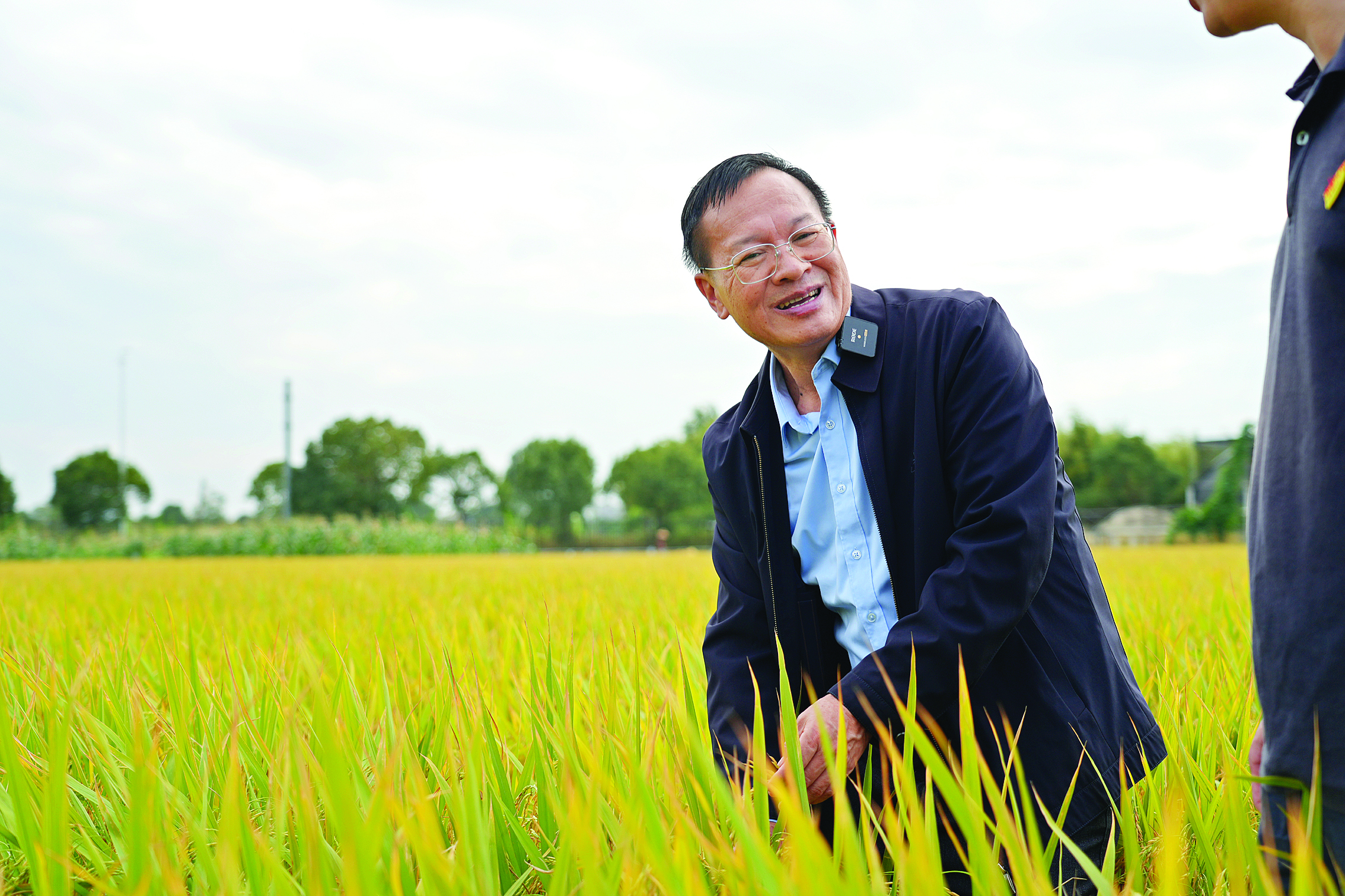     古幸福在试验田里介绍晚稻品种。惠州日报记者许文昌 摄