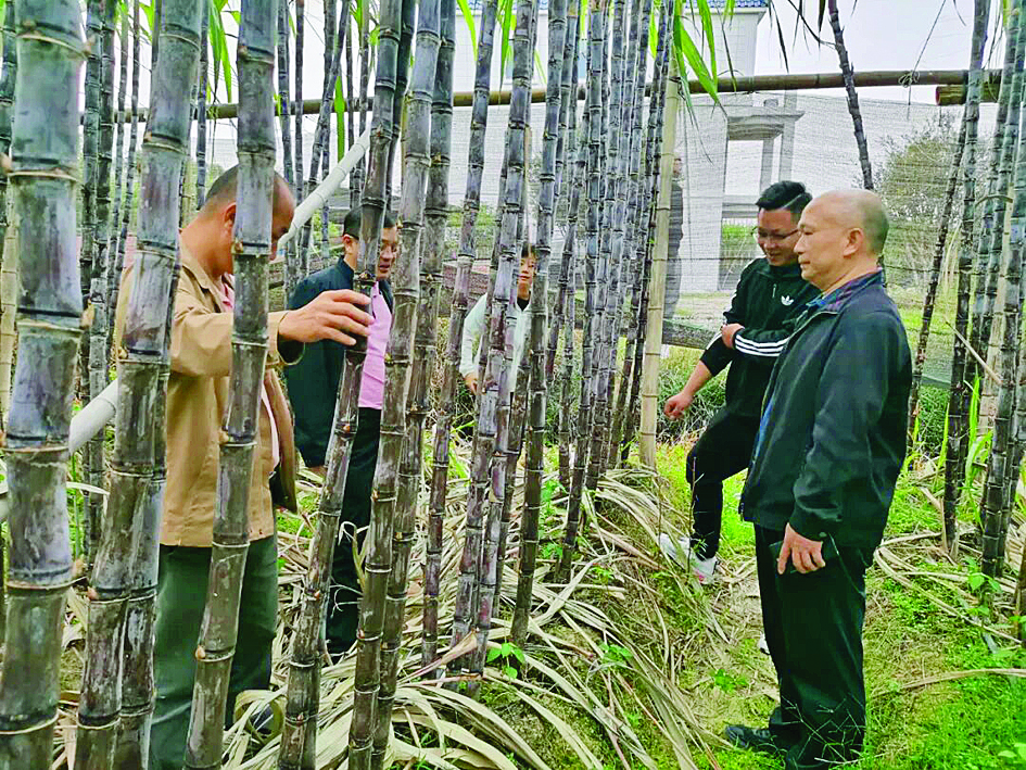     专家团队到石坝镇果蔗核心种植区开展实地调研。图片由石坝镇提供