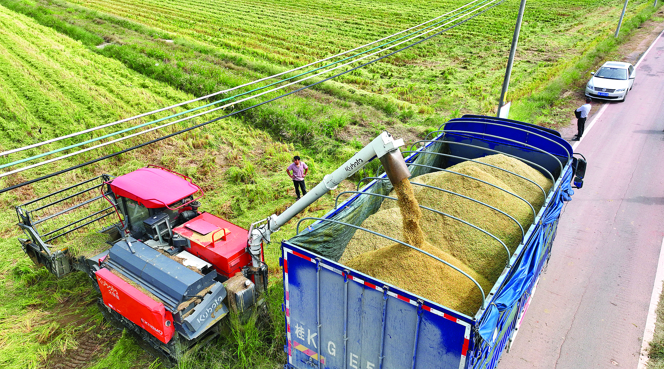     千亩稻田陆续归仓。本组图片 惠州日报记者钟畅新 摄