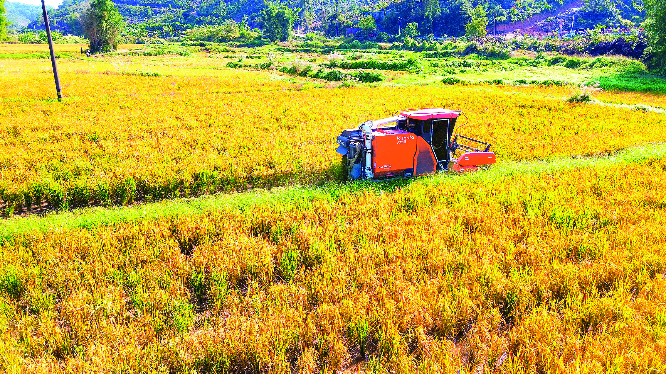     幸福村水稻丰收，收割机高效收割水稻。惠州日报记者刘乙端 通讯员刘素梅 摄