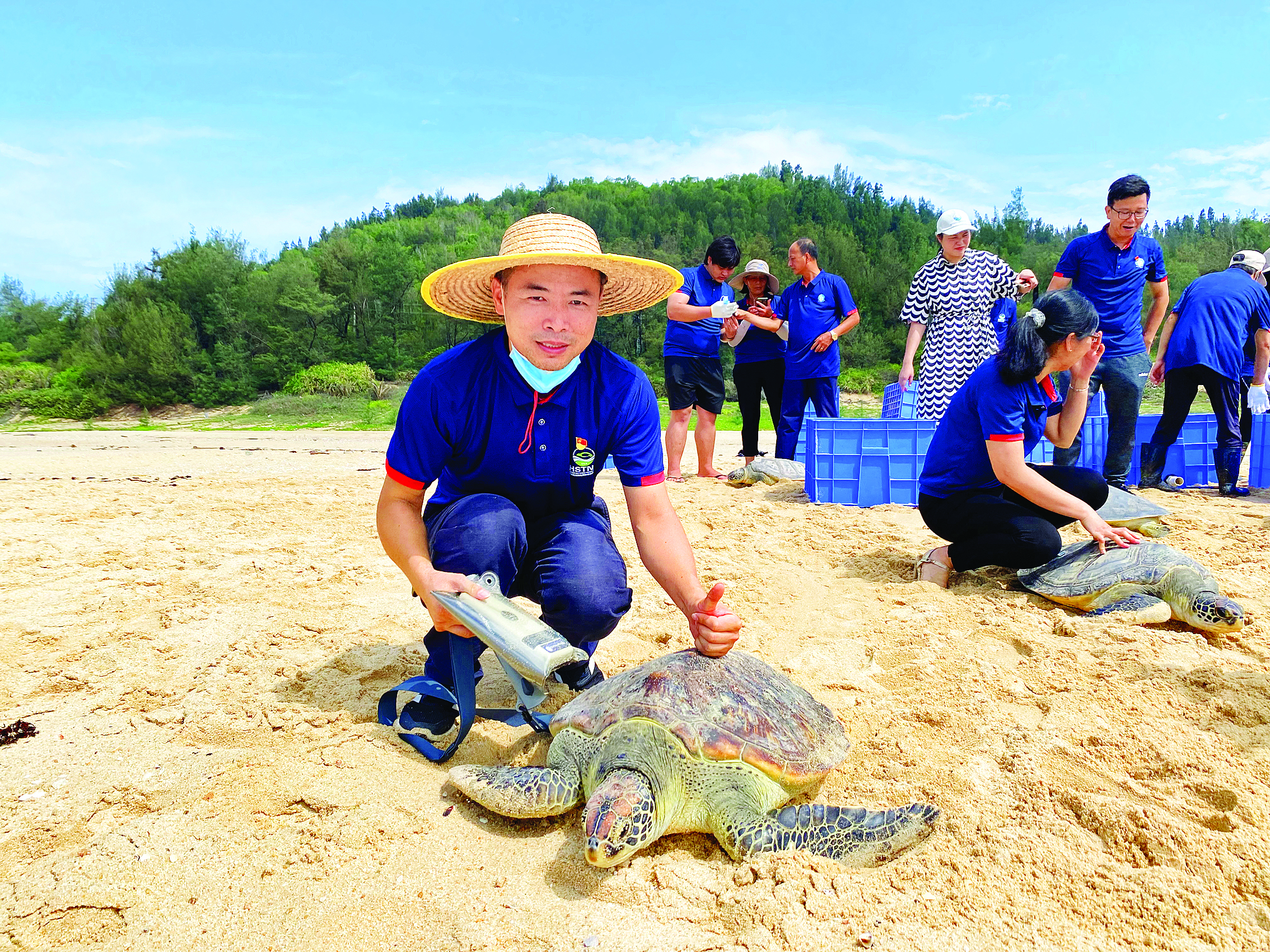 <p>    海龟放流大海。</p>