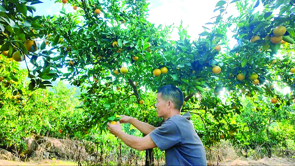     “石头柑”挂满枝头。惠州日报记者蔡伟健 通讯员林益炫 摄