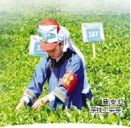     普安红茶技工采茶。