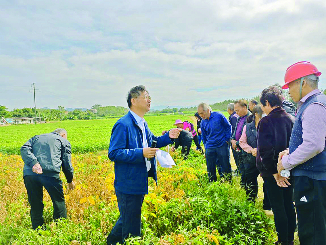     花生大豆甘薯优新品种亮相。惠州日报记者谢菁菁 通讯员张桂兴 赖丽娟 摄