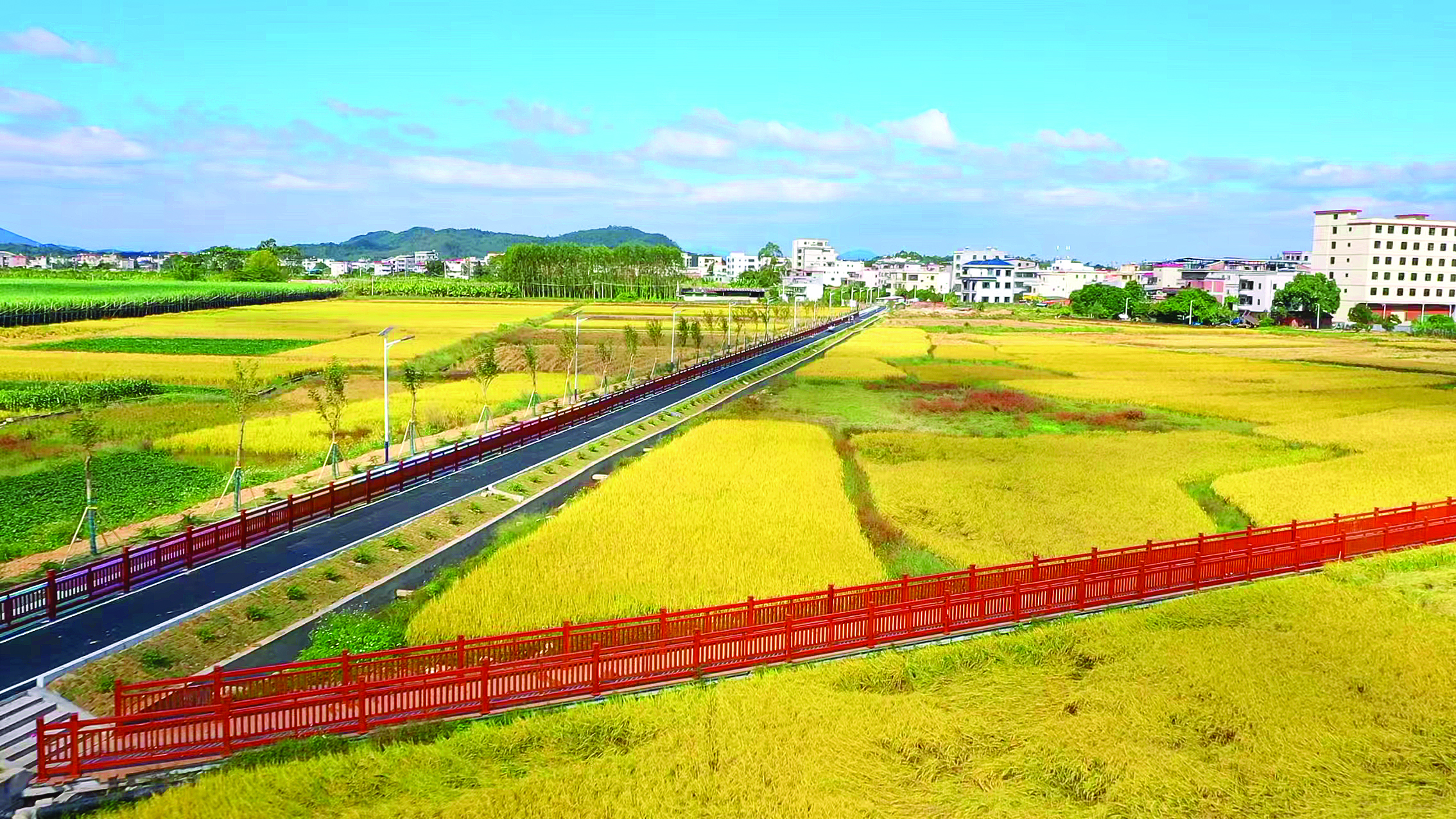     芦洲新建的美丽绿道穿过金色稻田，连通镇上的小公园。