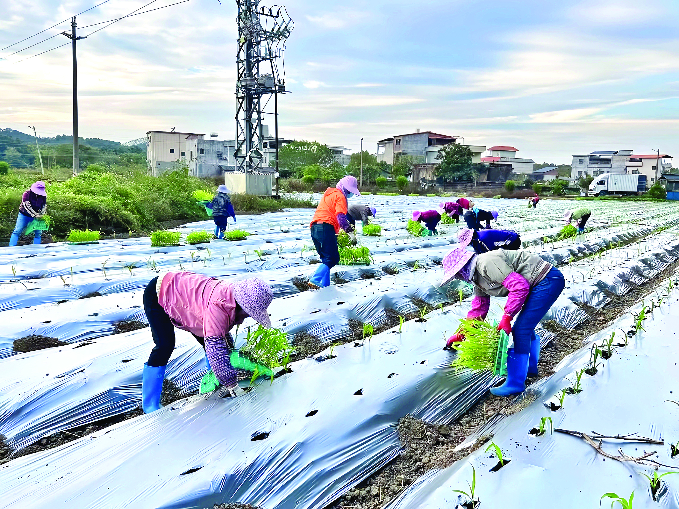     龙江村农户移栽玉米苗。本组图片 惠州日报记者黄宇翔 通讯员龙融心 摄