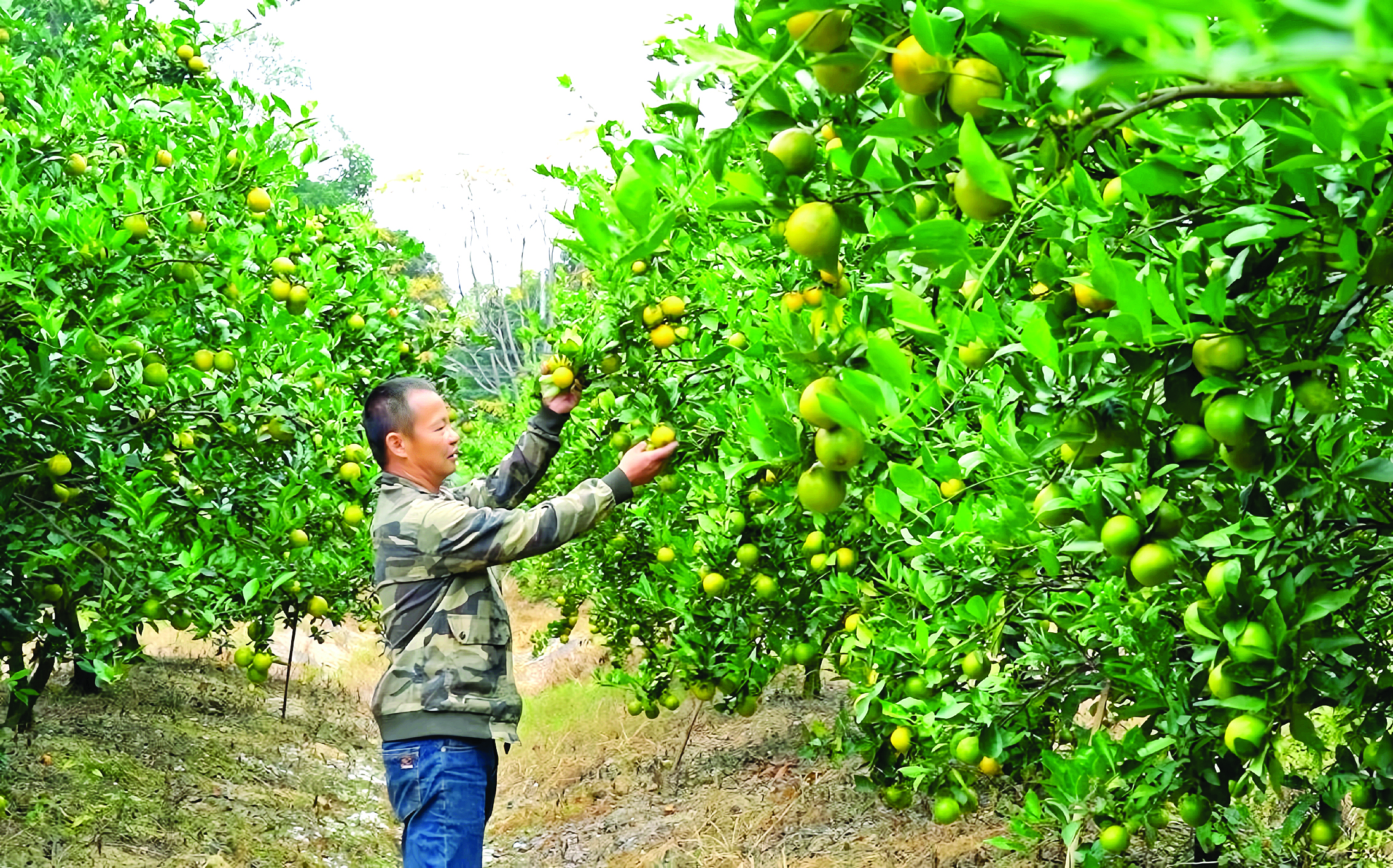     果农采摘柑橘。