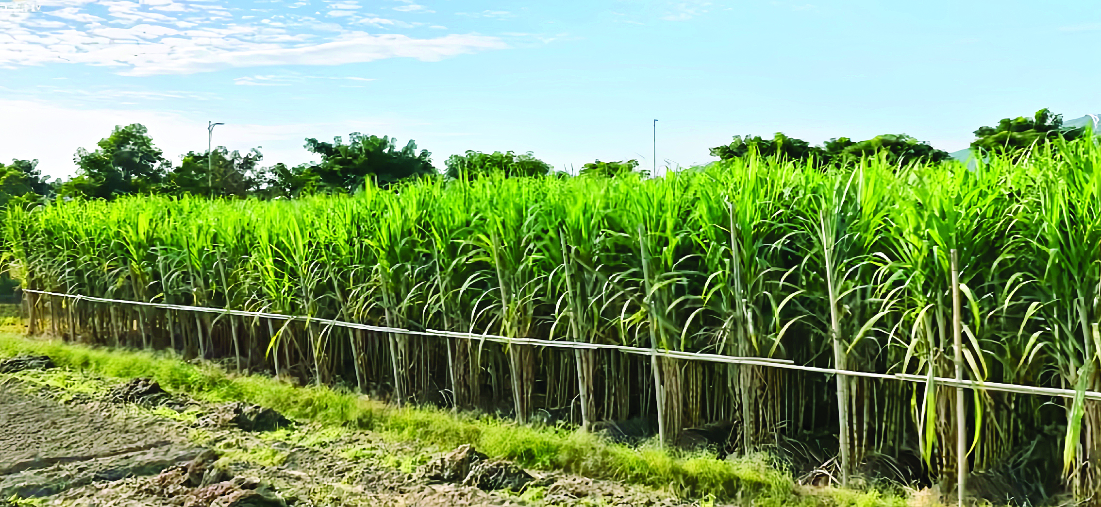     平陵街道祖塘村的蔗林翻涌绿浪。