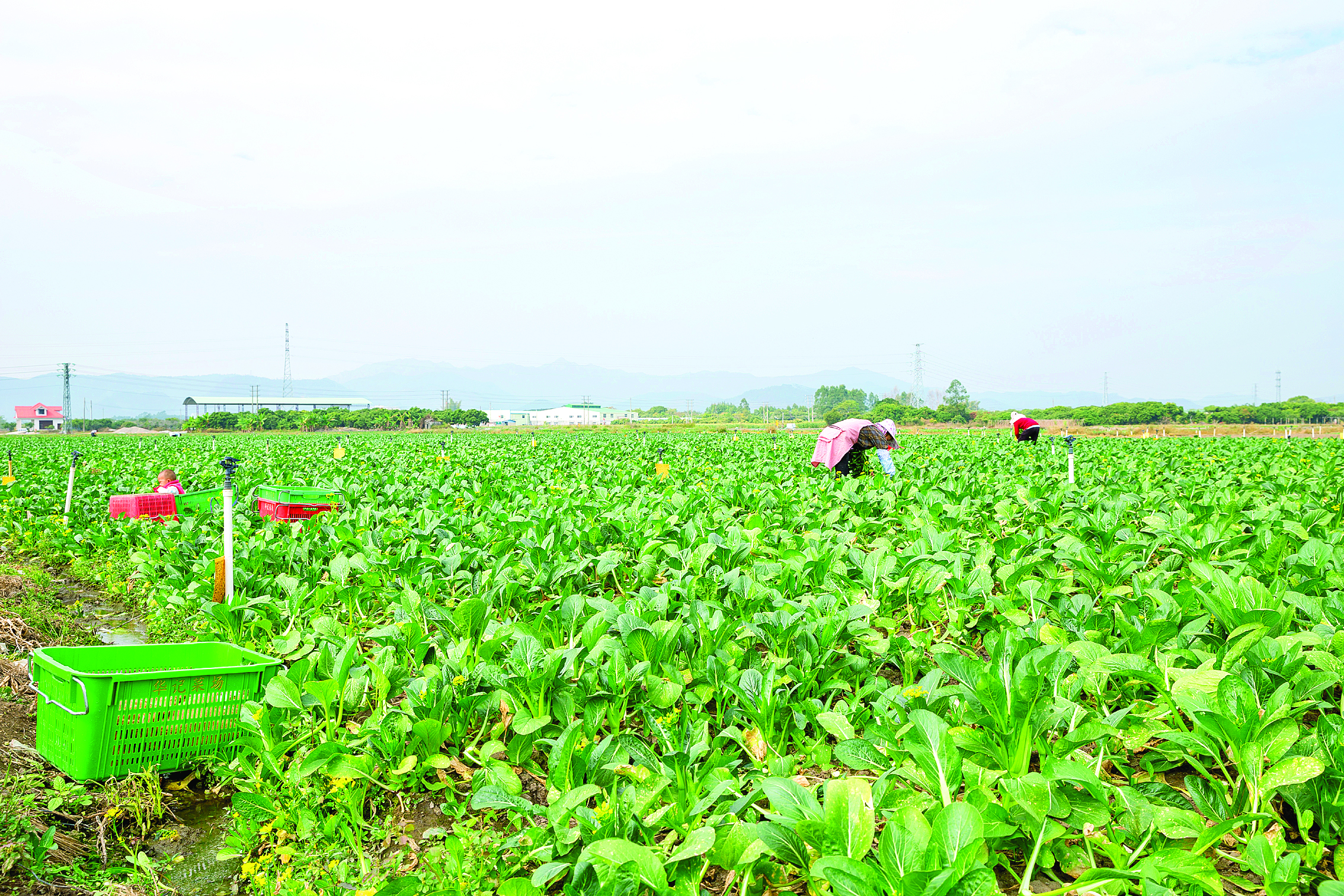     蔬菜产业园内，村民采摘蔬菜。