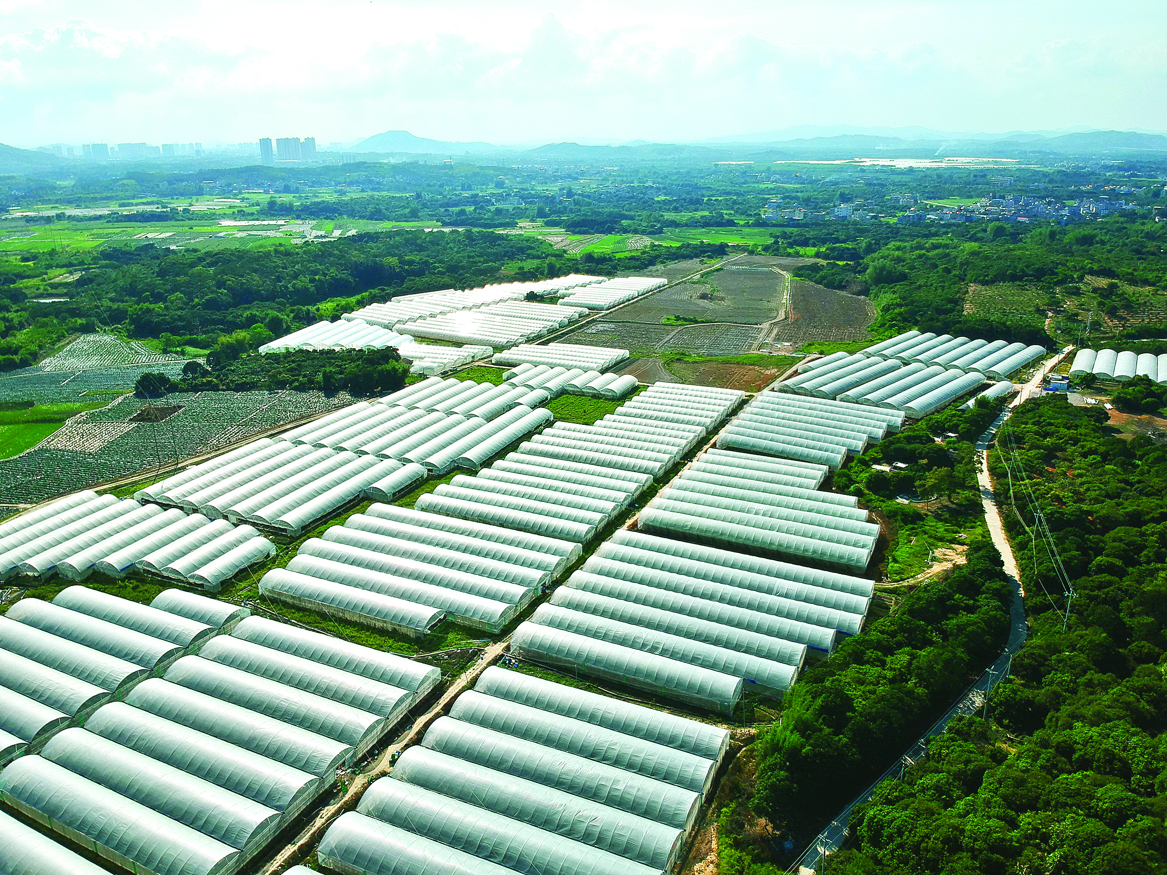     惠东全力打造蔬菜省级现代农业产业园。