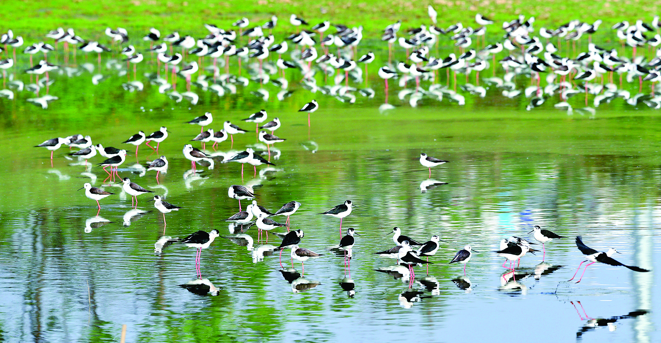     黑翅长脚鹬。惠州日报记者朱金赞 摄