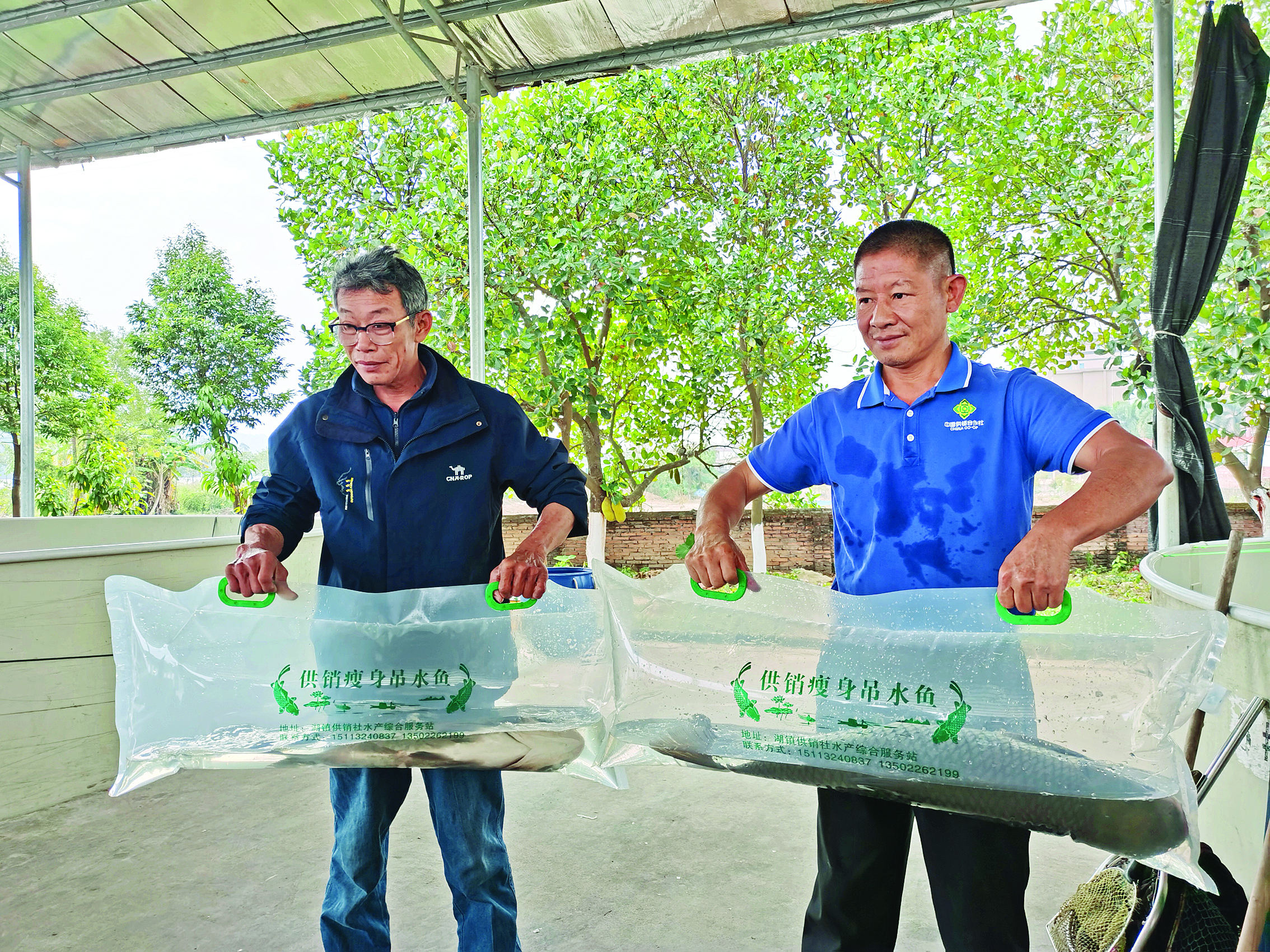     工作人员将吊水鱼打包。惠州日报记者叶丽莎 摄