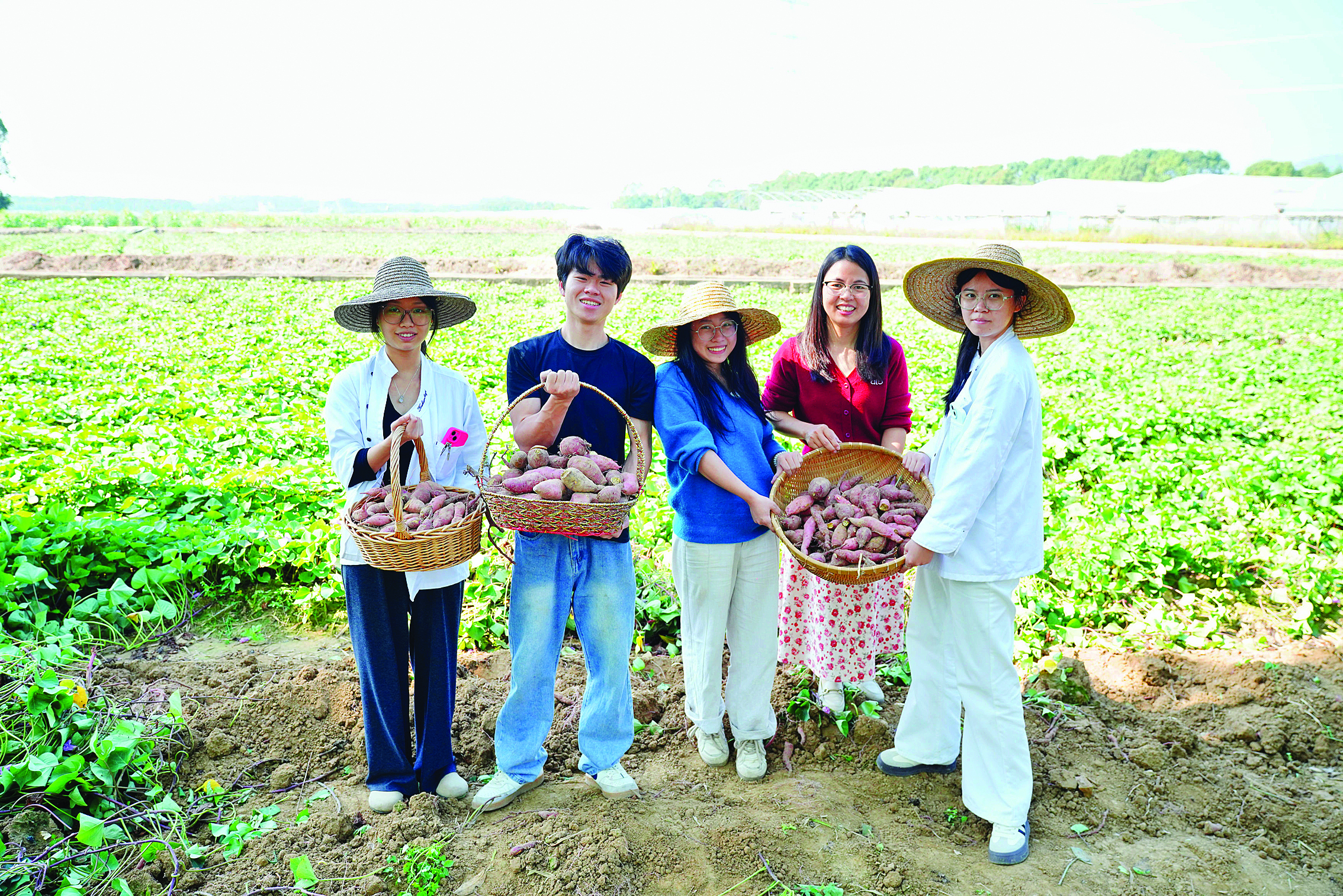     挖薯体验。惠州日报记者周楠 摄