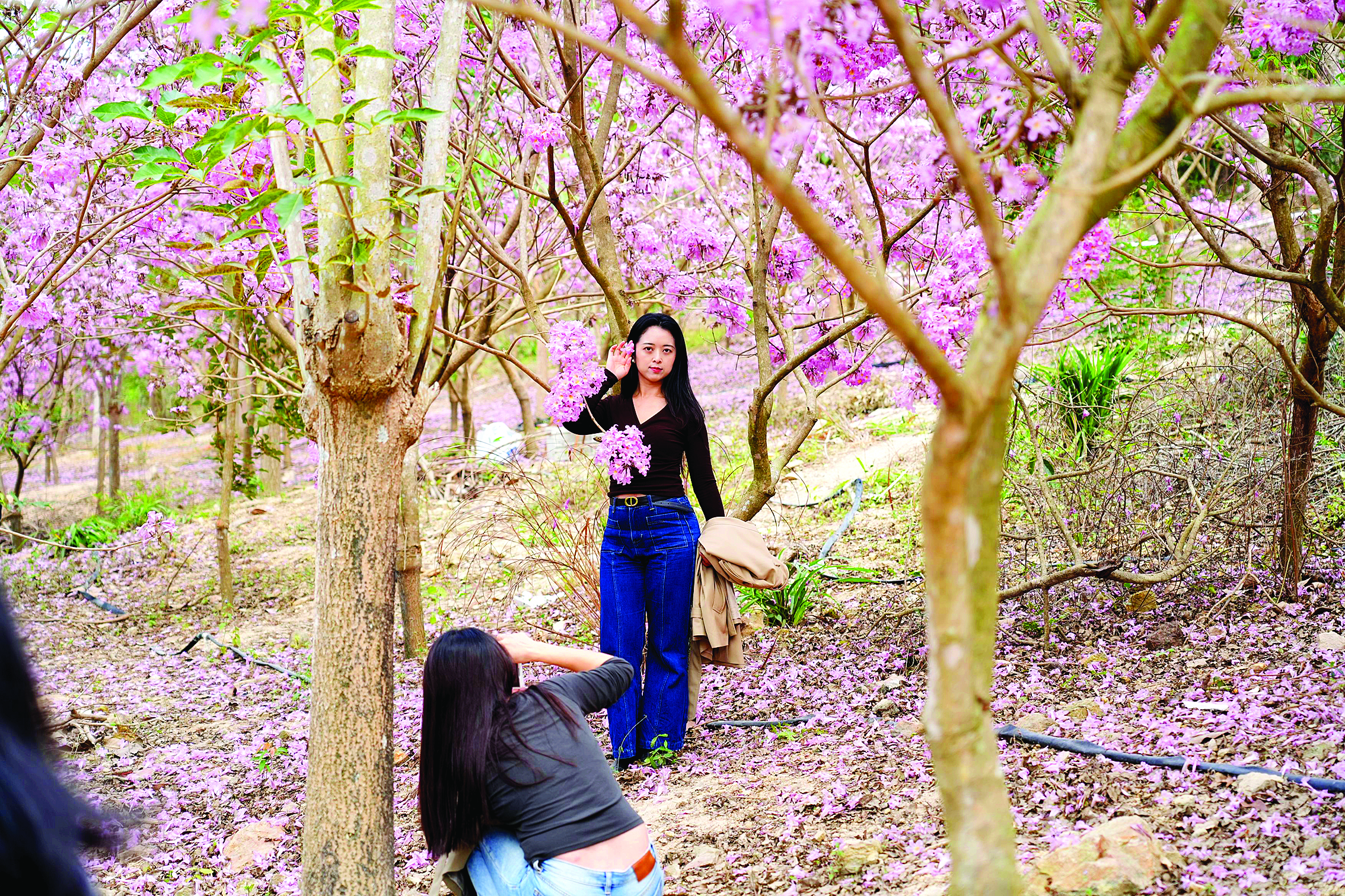     游人在花下打卡。