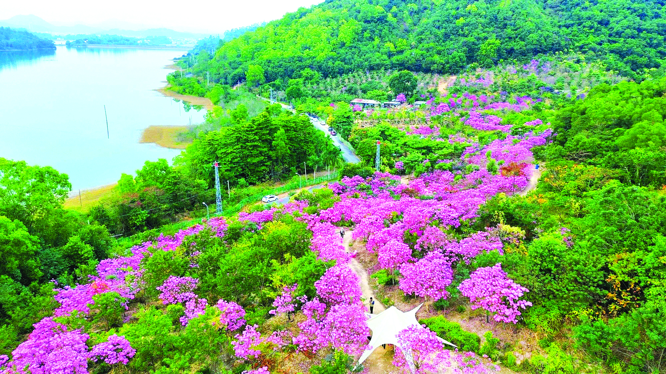     大坑水库旁的风铃木园里，紫花风铃木花开灿烂。本组图片 惠州日报记者许文昌 摄