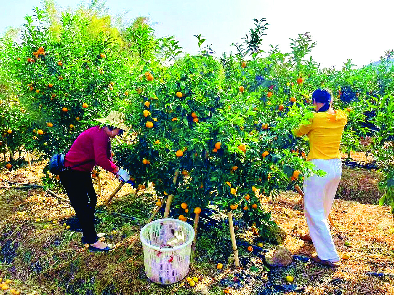     赤坑村果农采摘沃柑。    惠州日报记者黄宇翔 通讯员龙融心 摄