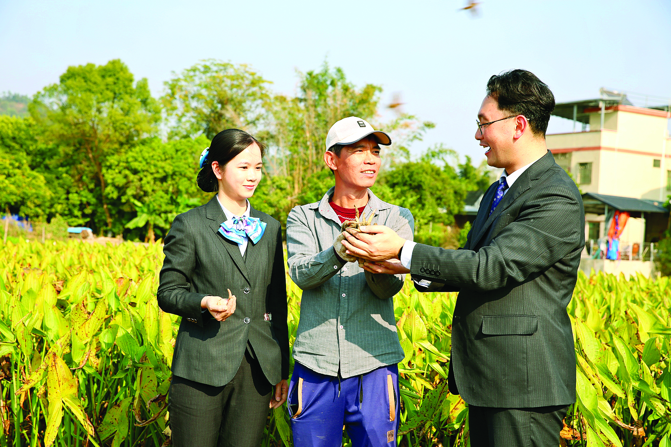 <p>    惠州农行客户经理查看茨菰品质及收成。</p>