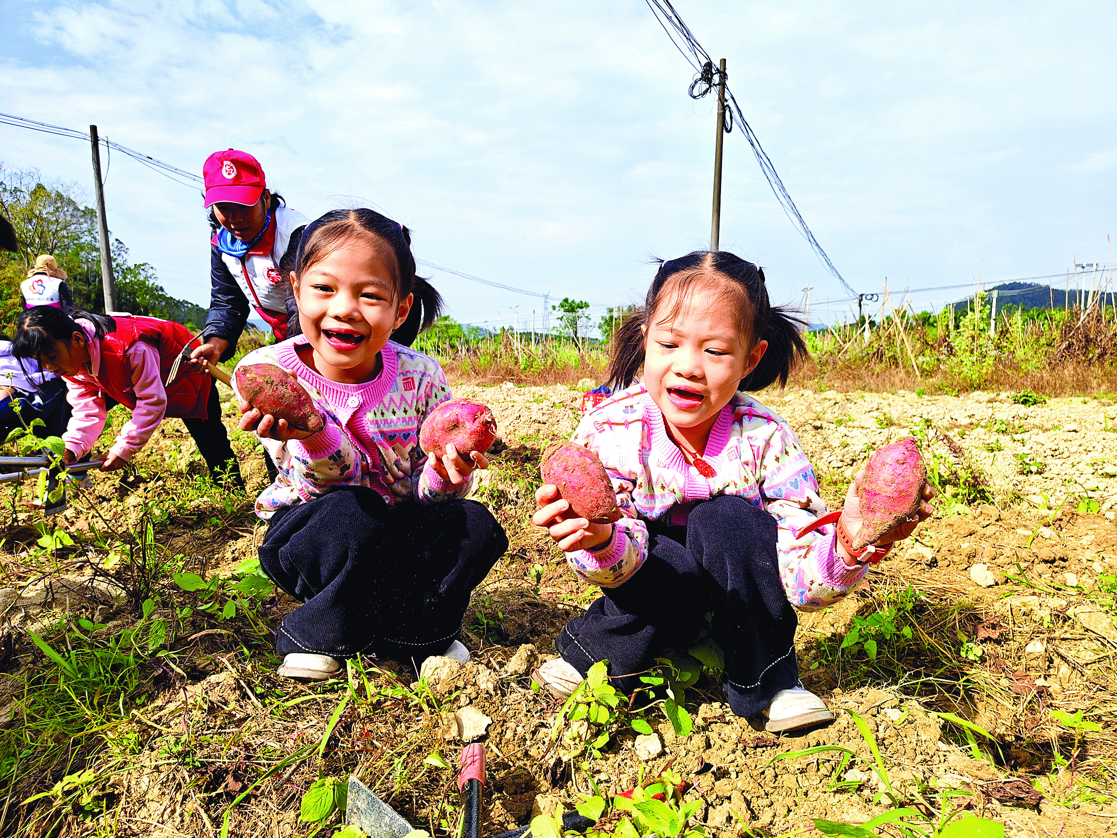     孩子们参加挖红薯劳作实践，学习“爱粮节粮”。    惠州日报记者李燕文 通讯员刘凤英 摄
