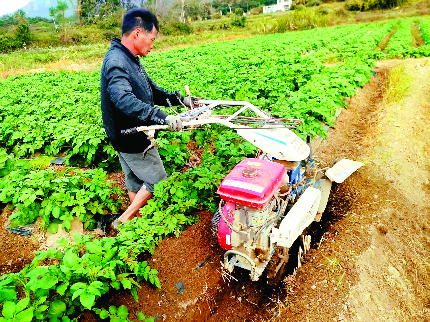     稔山镇牛牯墩村村民用起垄机给马铃薯添土。惠州日报记者赖金朗 摄