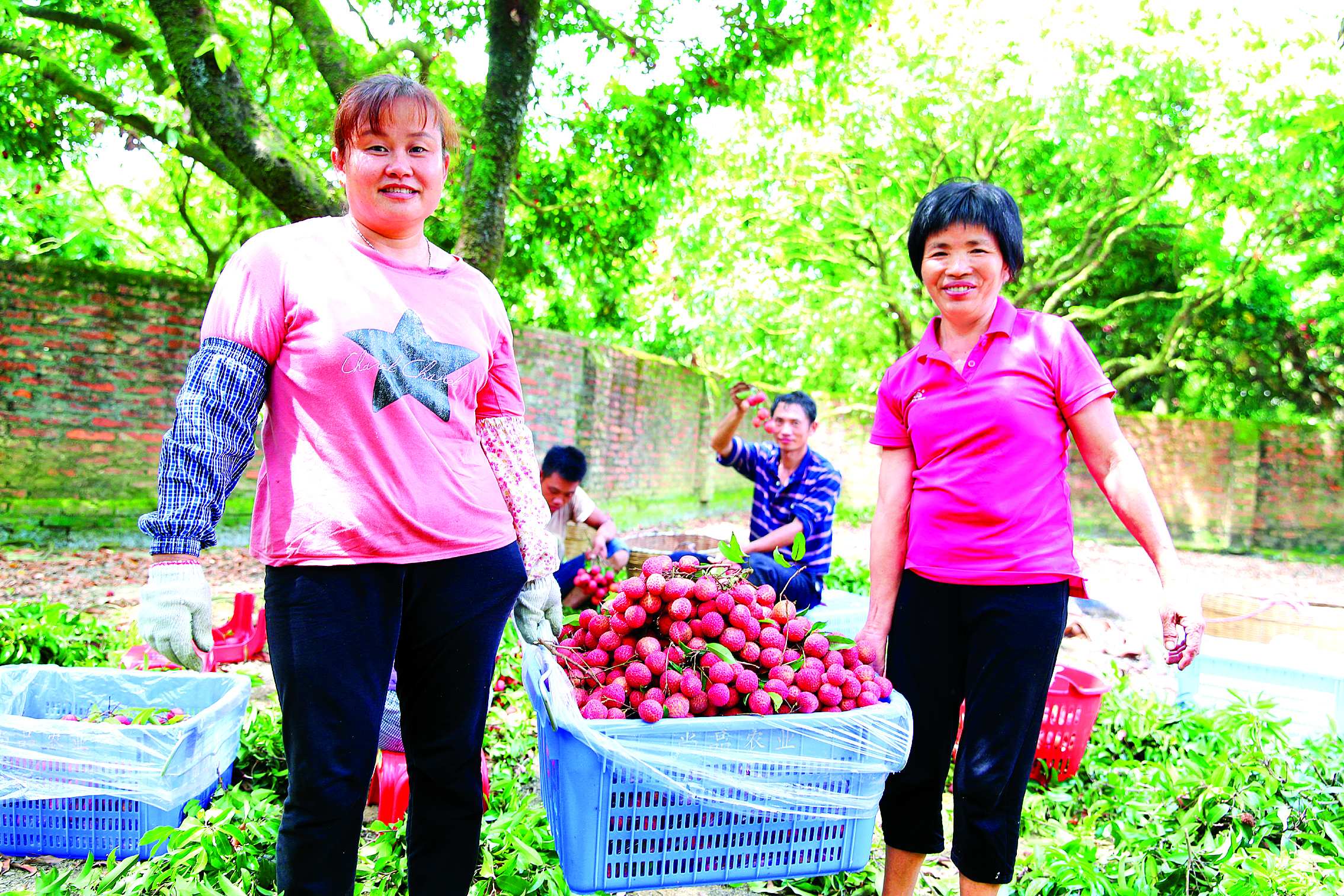     博罗县公庄镇荔农脸上洋溢着丰收喜悦。