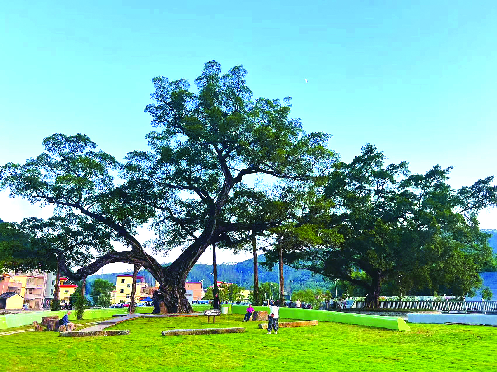     中心村千年古榕引客来。    惠州日报记者黄宇翔 摄