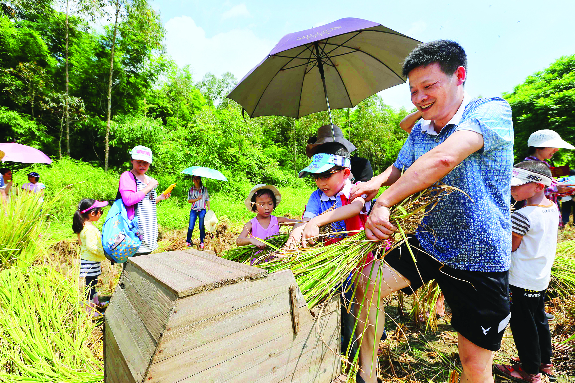    游人在博罗县公庄镇体验打稻谷。
