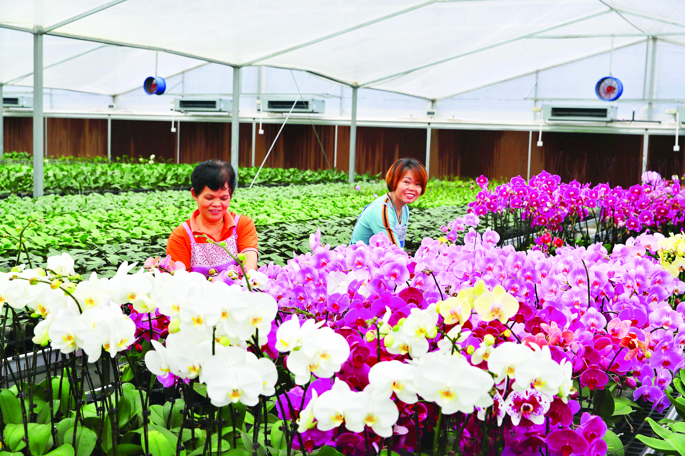     博罗县杨村镇蝴蝶兰种植富了花农。