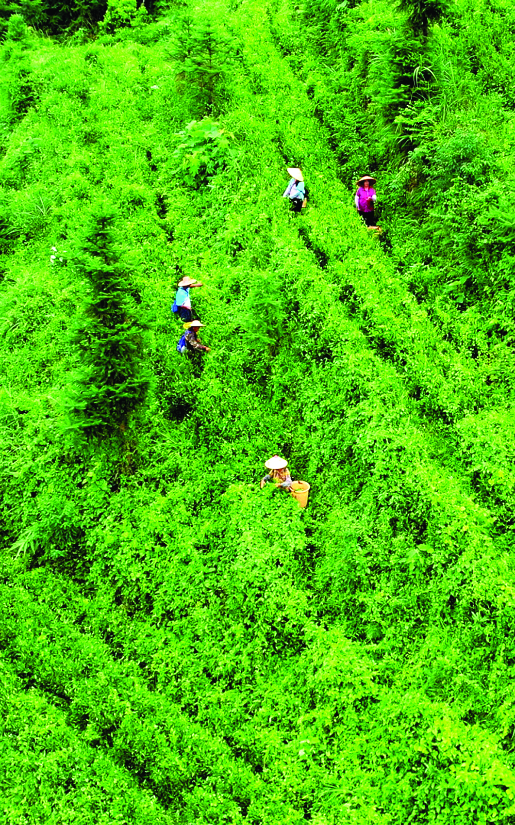     村民在茶园里采摘茶叶。