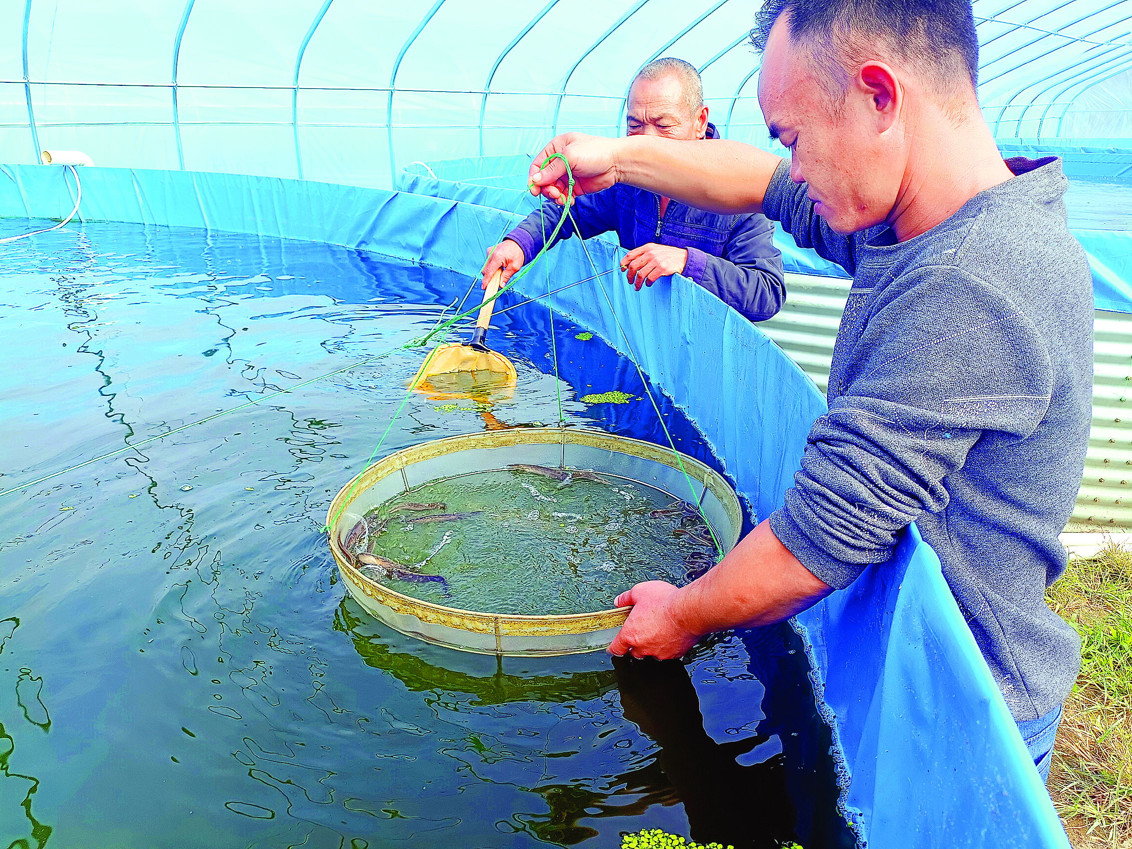 <p>    惠州交投集团助力刺鳅养殖项目落户龙门蓝田瑶族乡。    惠州交投集团供图</p>