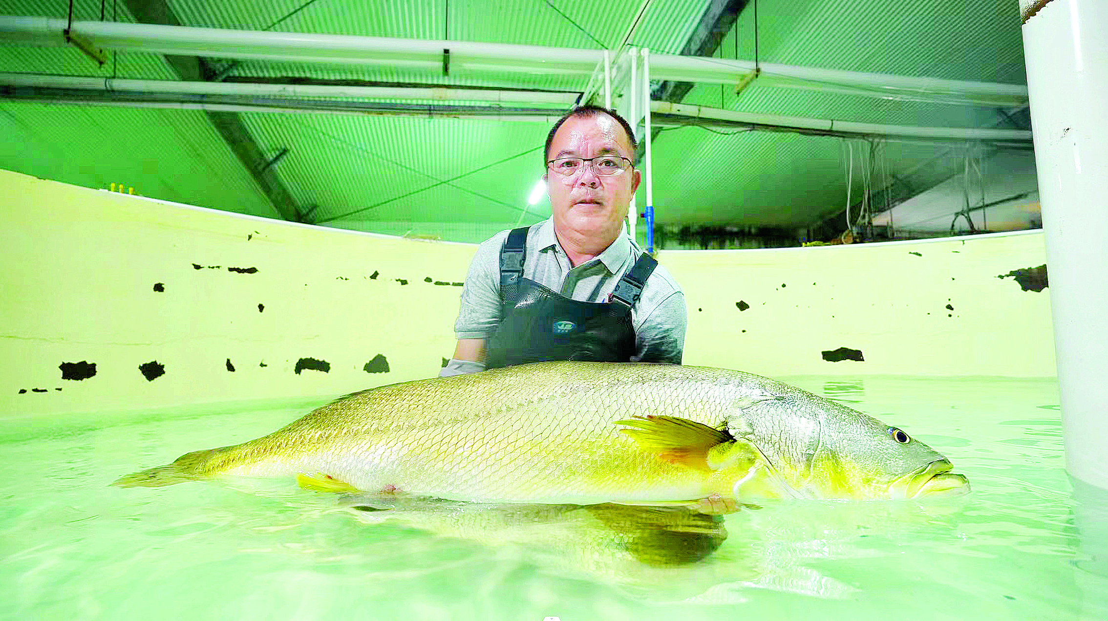     国家一级保护动物黄唇鱼在惠东实现全人工繁育。    惠州东江图片社供图