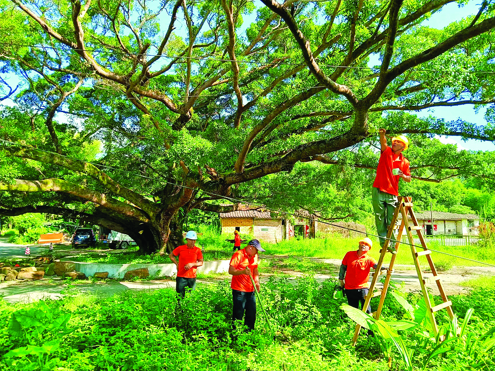 <p>    惠州林业工作人员开展濒危古树抢救复壮工作。</p>