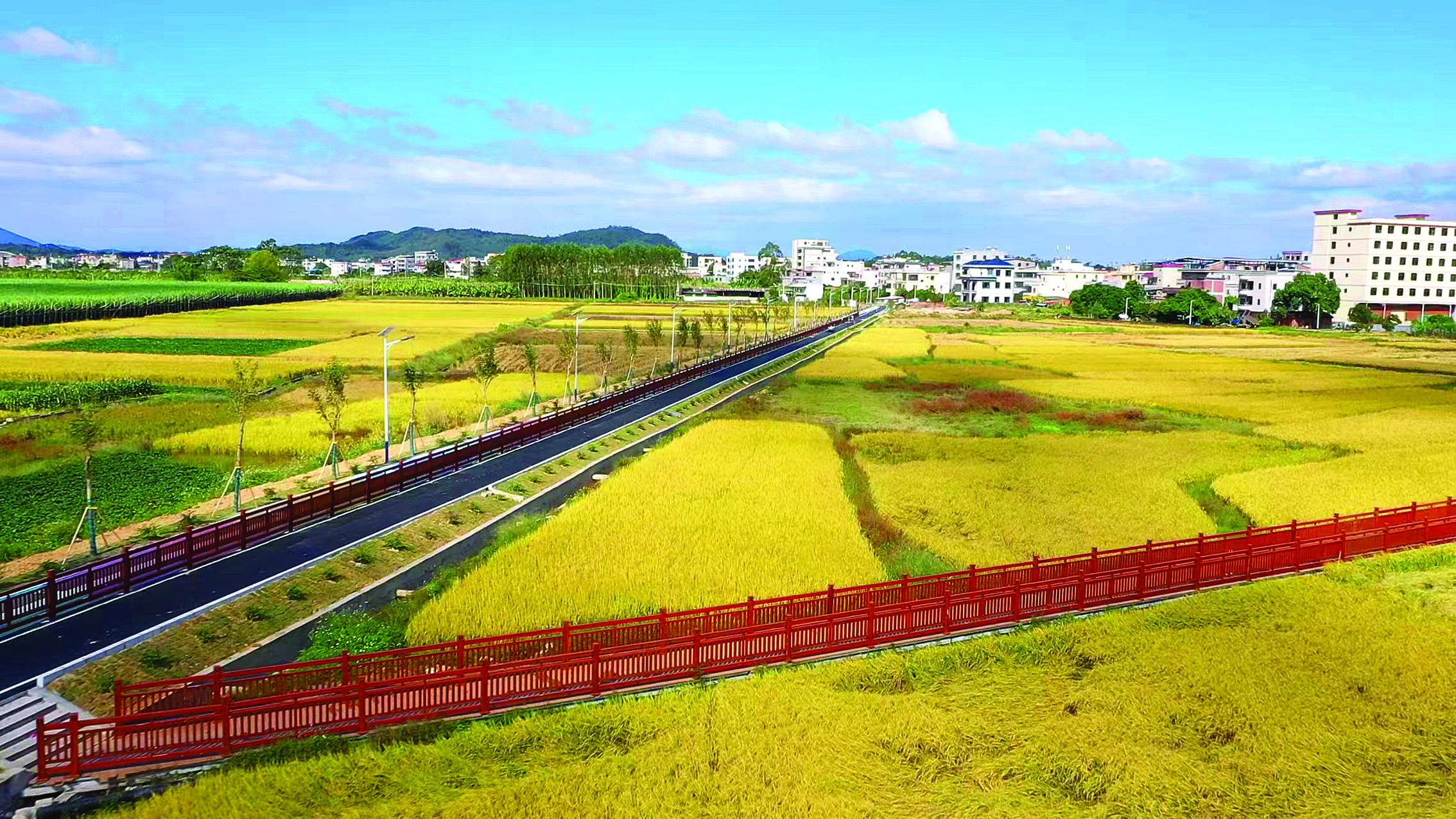     芦洲新建的美丽绿道穿过金色稻田，连通镇上的小公园。