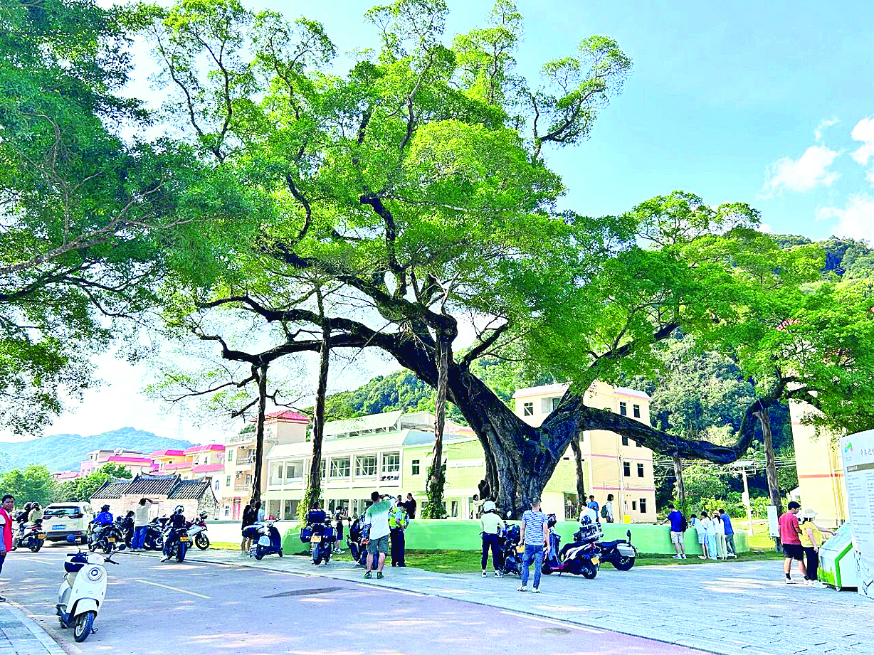 <p>    龙门县麻榨镇中心村的千年古榕驿站建成投用后，吸引越来越多游客前来与千年古榕树拍照打卡。</p>