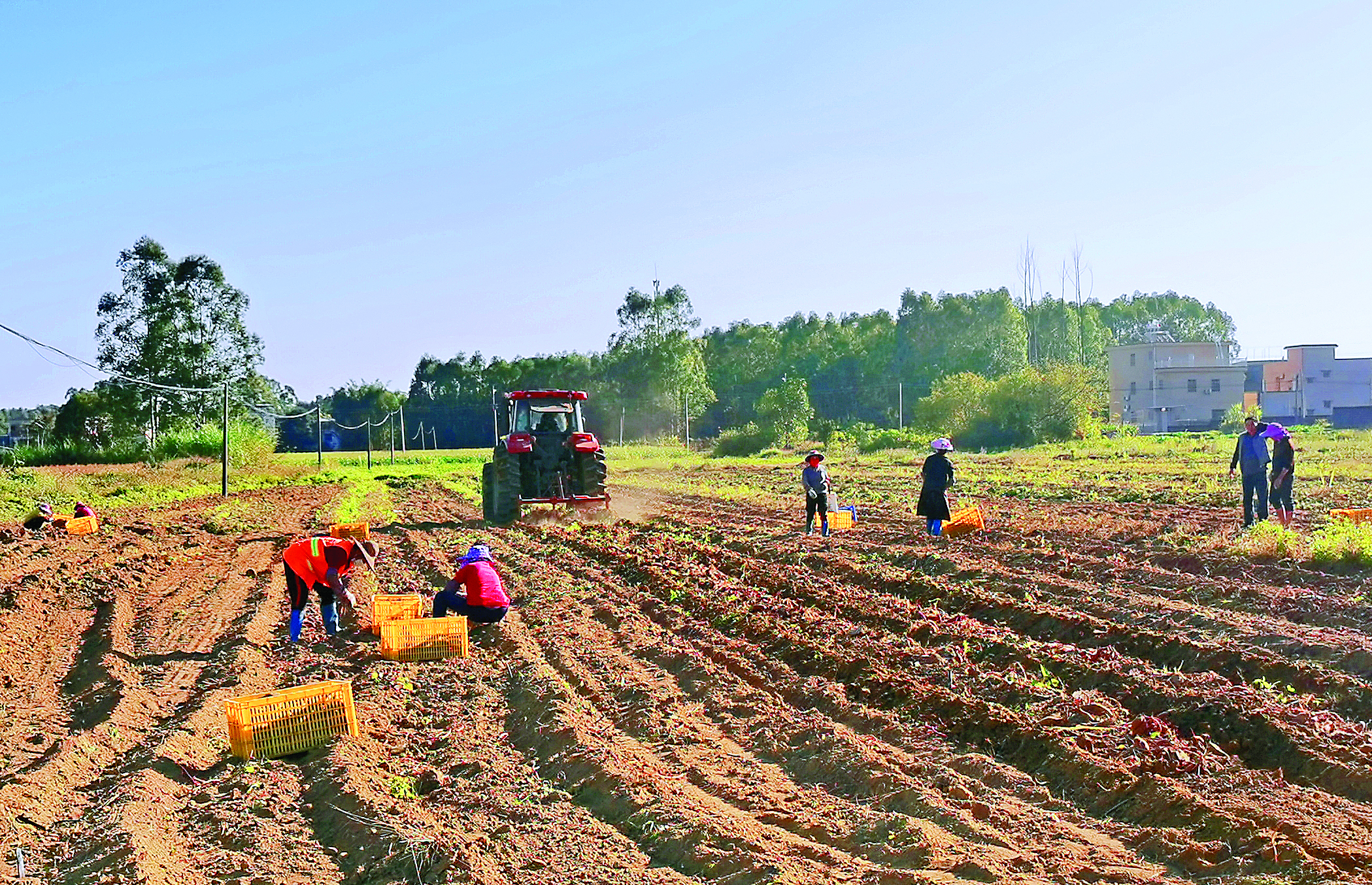     石坝村番薯种植基地一派丰收的忙碌景象。