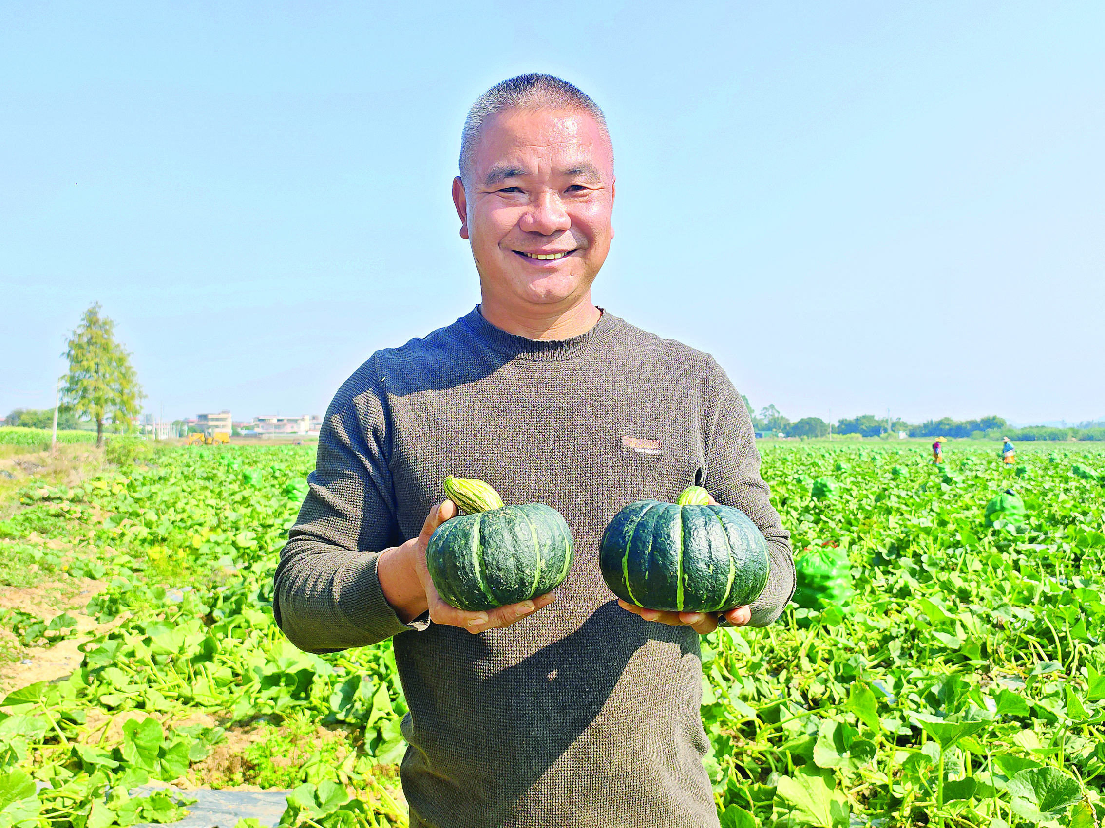     贝贝南瓜产销两旺，农户喜笑颜开。