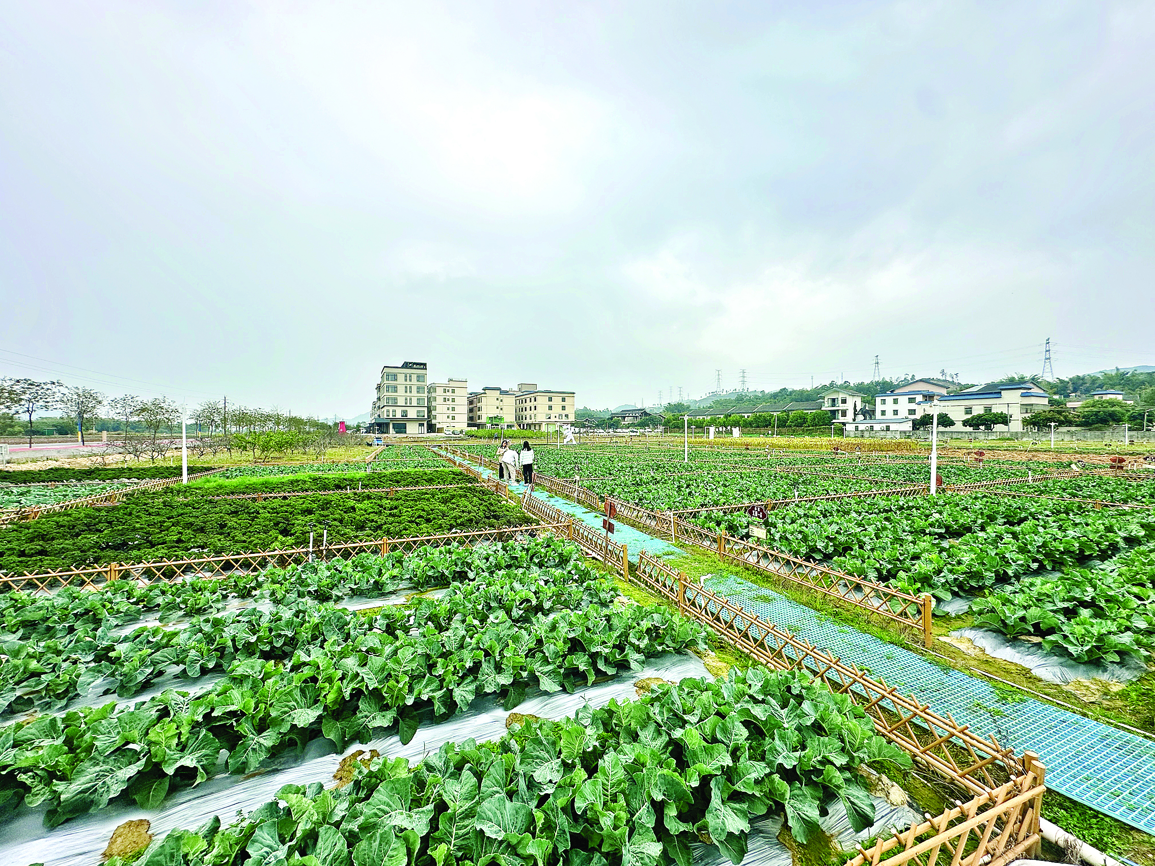     共享农场特色蔬果迎来采摘季。惠州日报记者李芳娟 摄