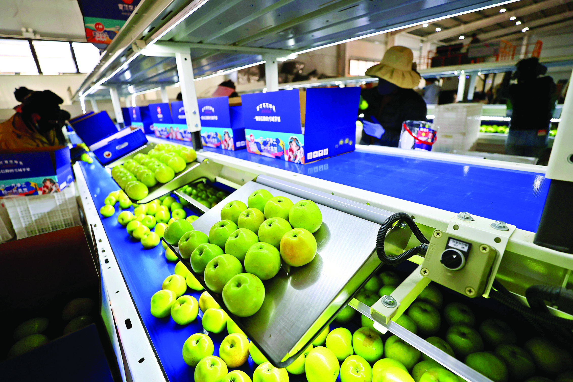     朗县大山农业科技有限公司智能化苹果分拣车间。