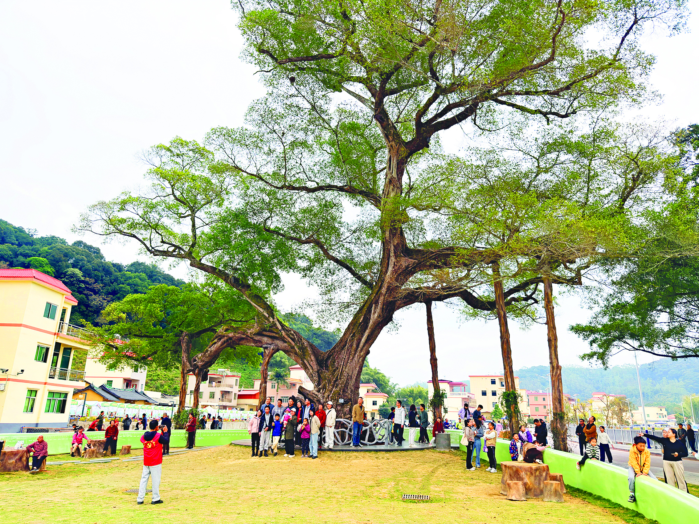     千年古榕驿站吸引众多游客拍照。 惠州日报记者黄宇翔 摄