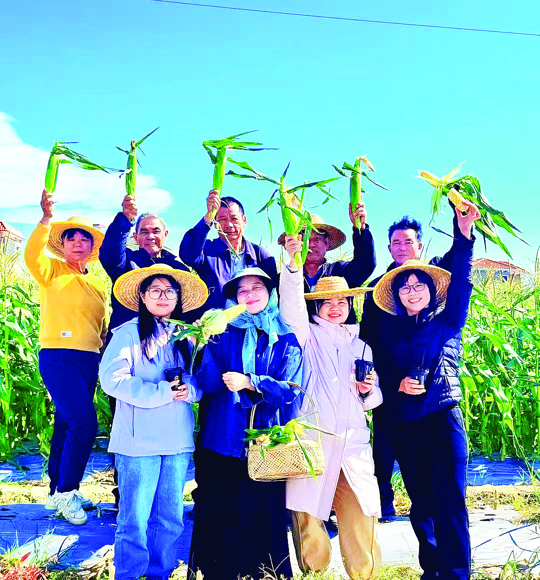     农户和游客一起采摘甜玉米。