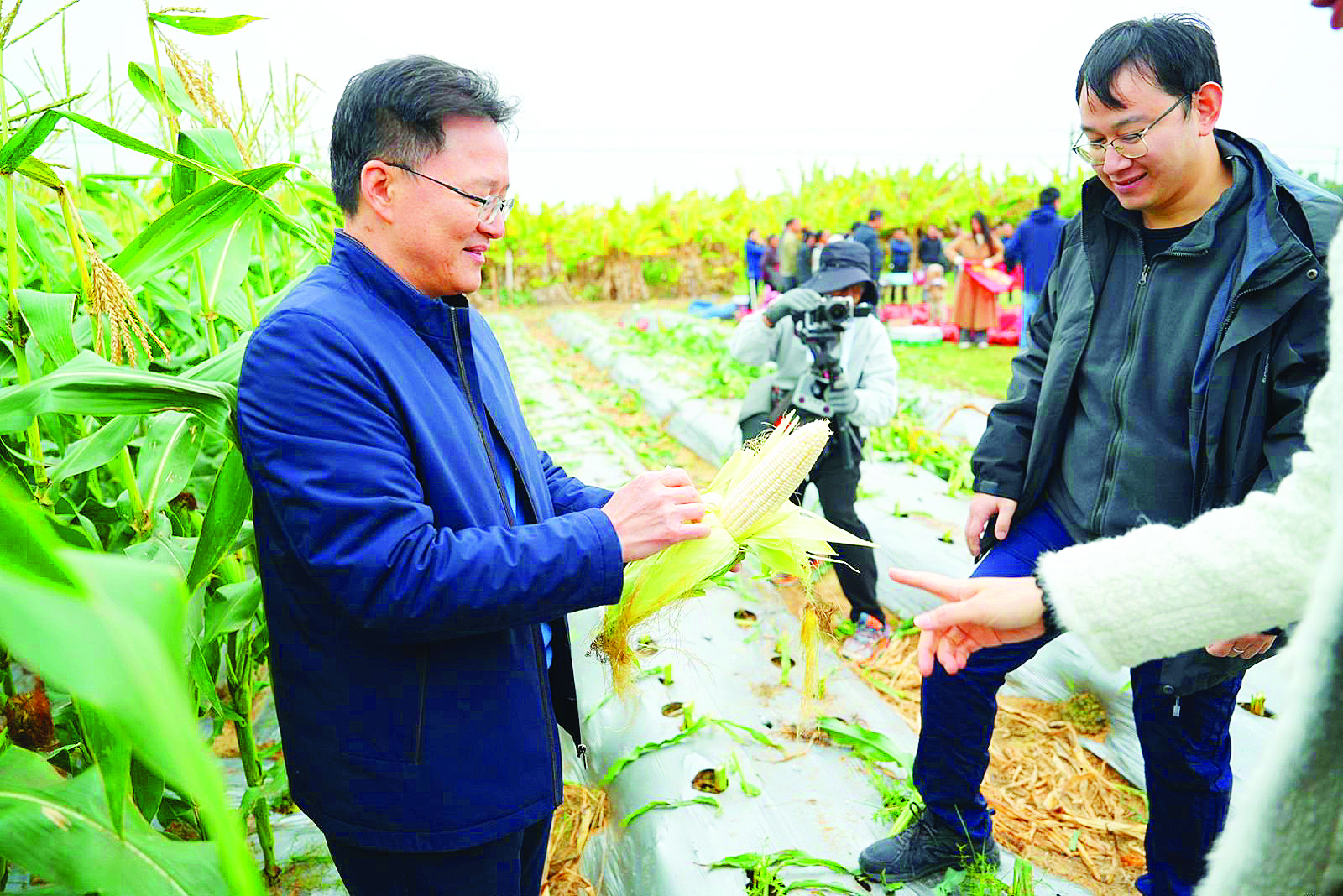     参加活动的党员查看新品种甜玉米。