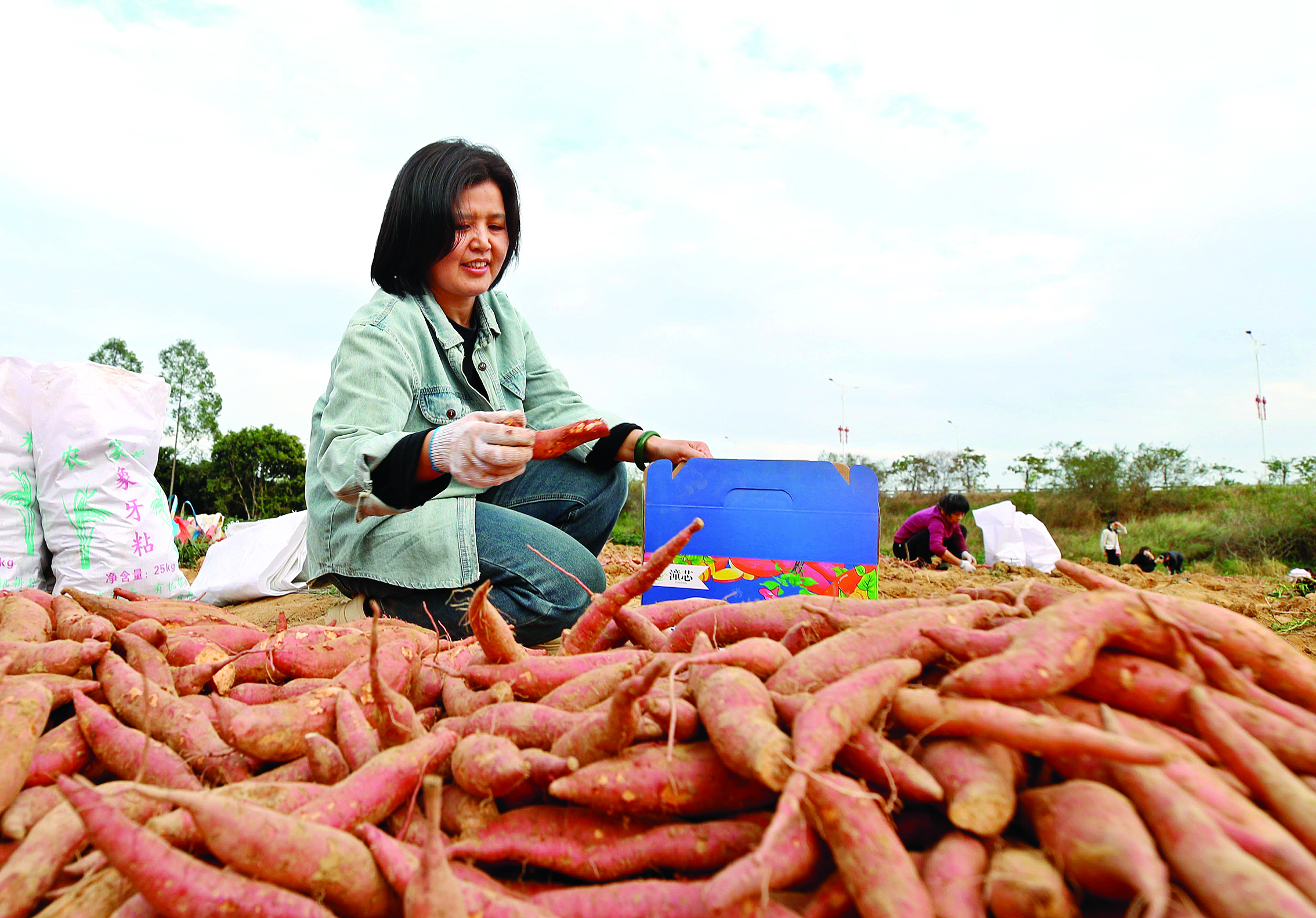     翟雪丽的红薯田迎来了丰收。惠州日报记者钟畅新 摄