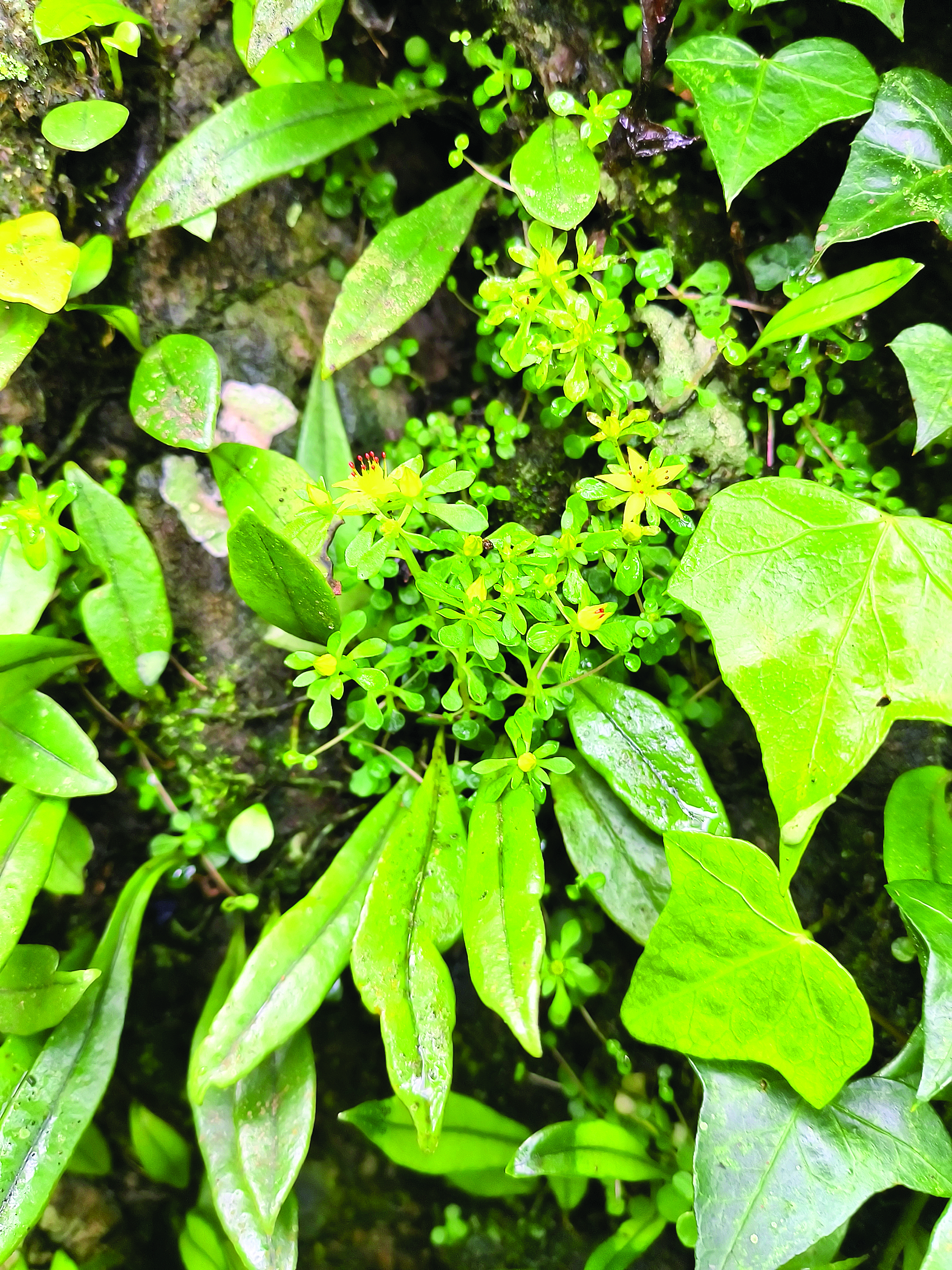     广东龙门南昆山省级自然保护区发现新物种——南昆山景天。    通讯员钟奇锋 摄