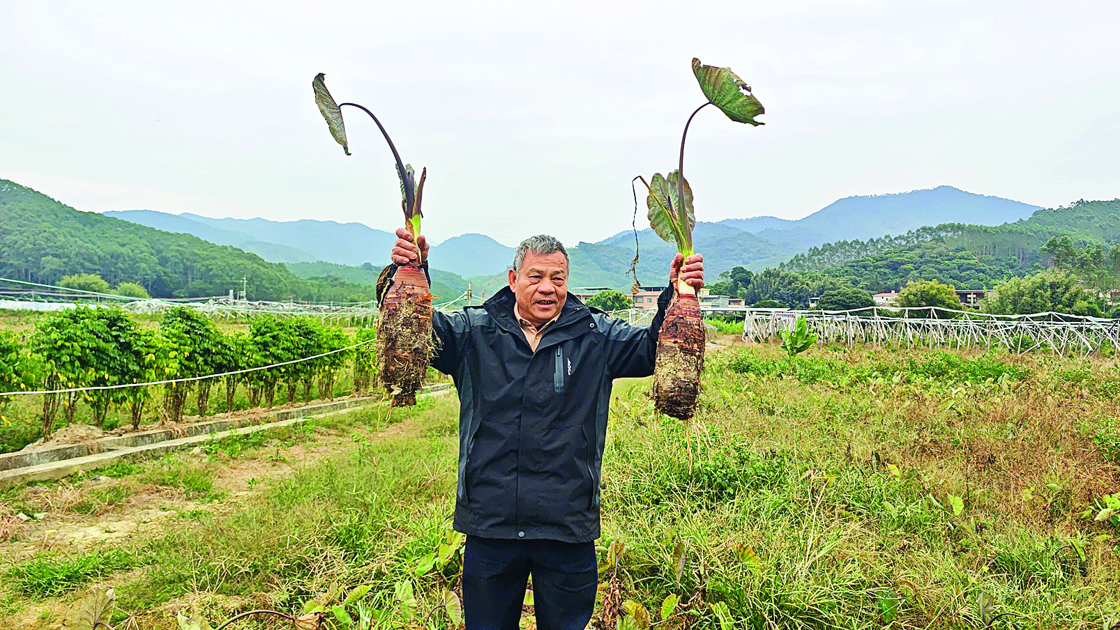    “炮弹芋头”因其外形修长硕大、状如炮弹而得名。