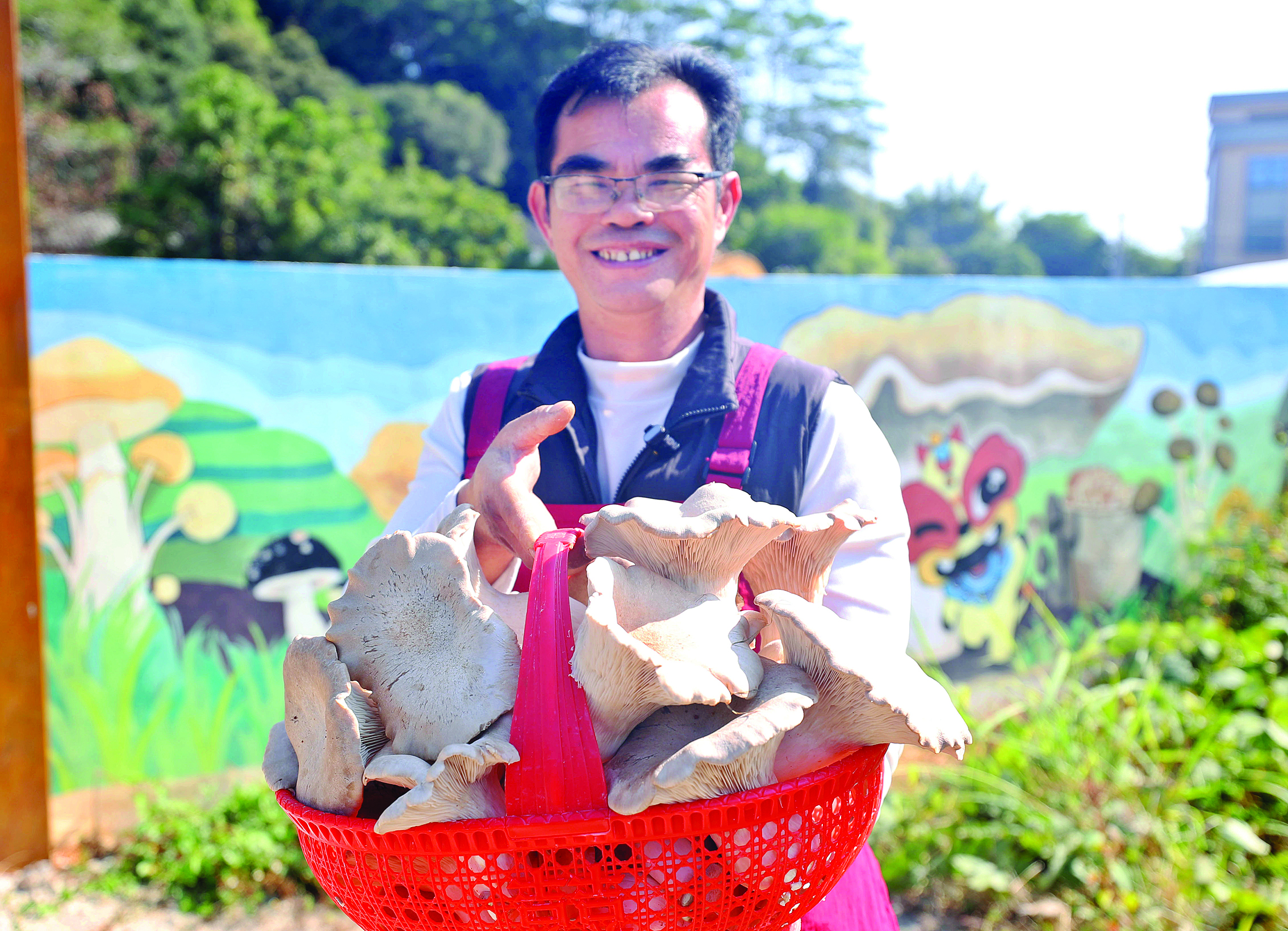     食用菌技术员陈岸雄展示刚采摘的麒麟菇。
