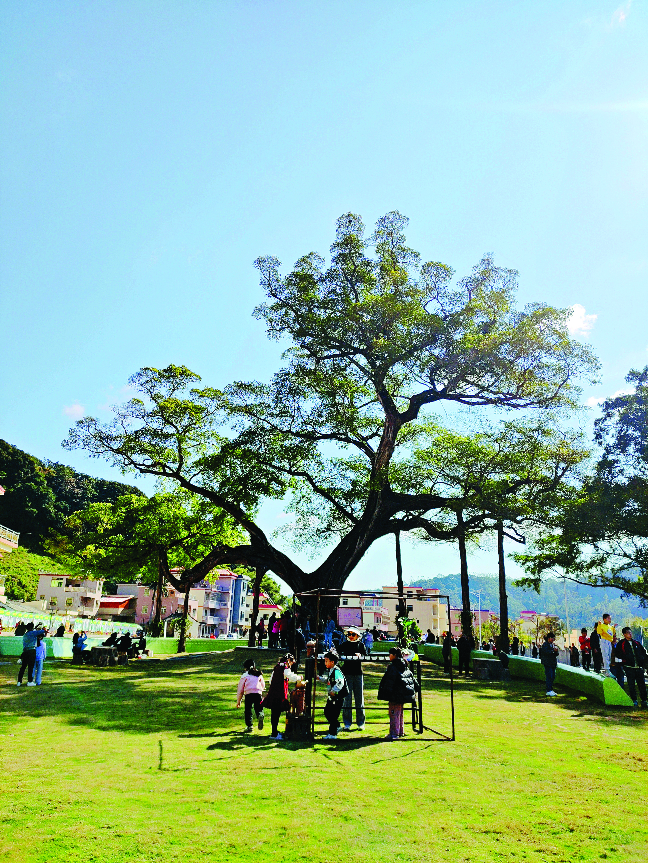     2026年元旦假期，麻榨镇中心村古榕文学村吸引游客前来游玩。    陈辅立 摄