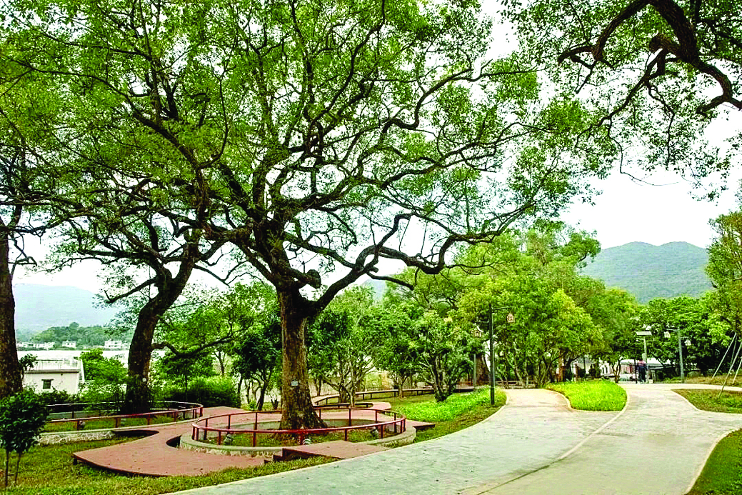     周田古树公园里的百年古樟。惠州日报记者许文昌 摄